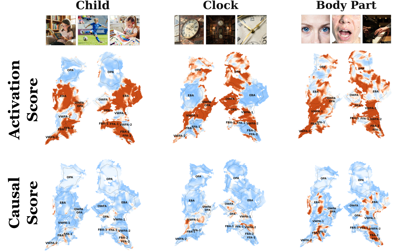 Concepts discovered by causal evaluation with example stimuli and cortical maps