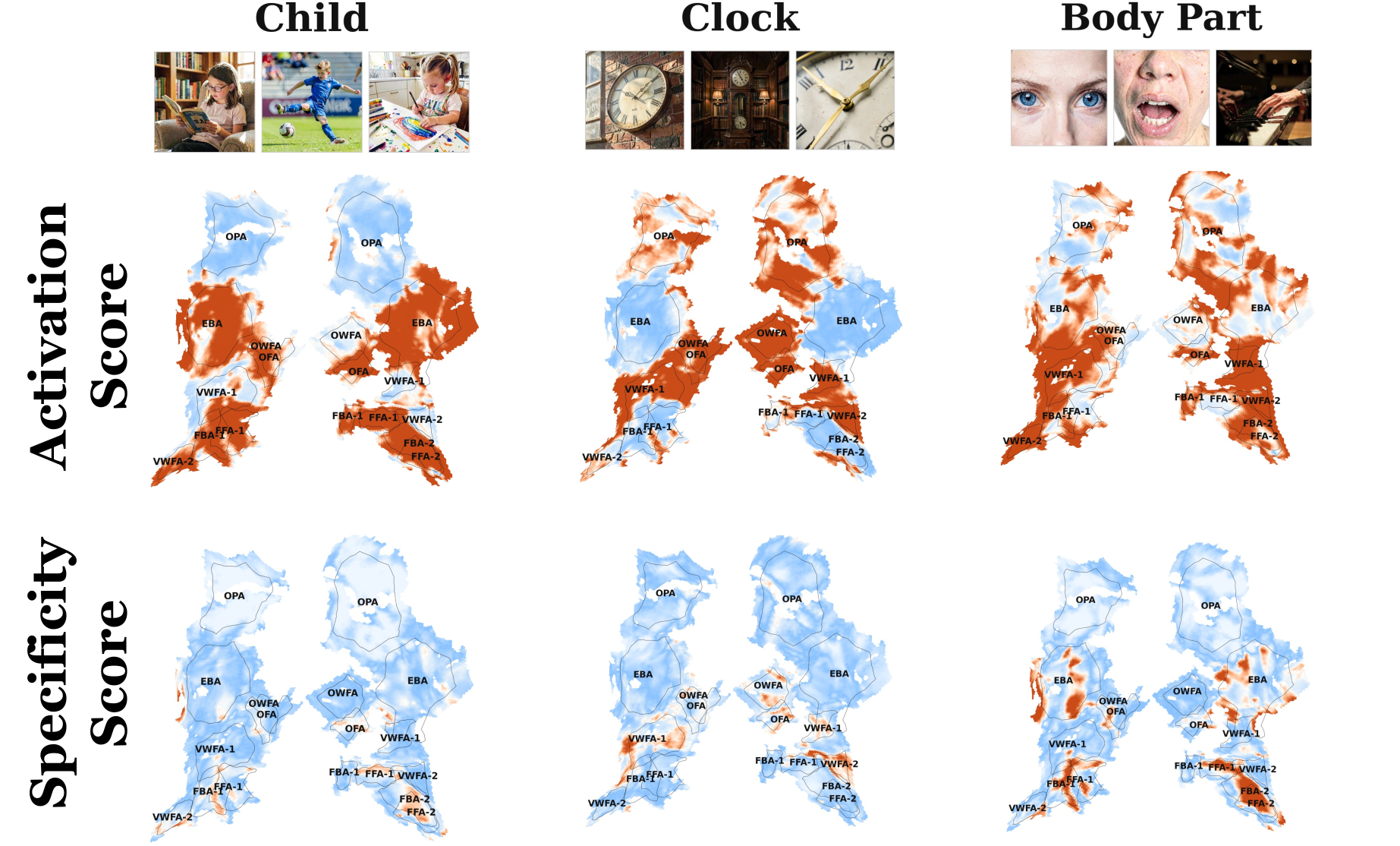 Comparison of specificity-based and activation-based localization with example stimuli and cortical maps