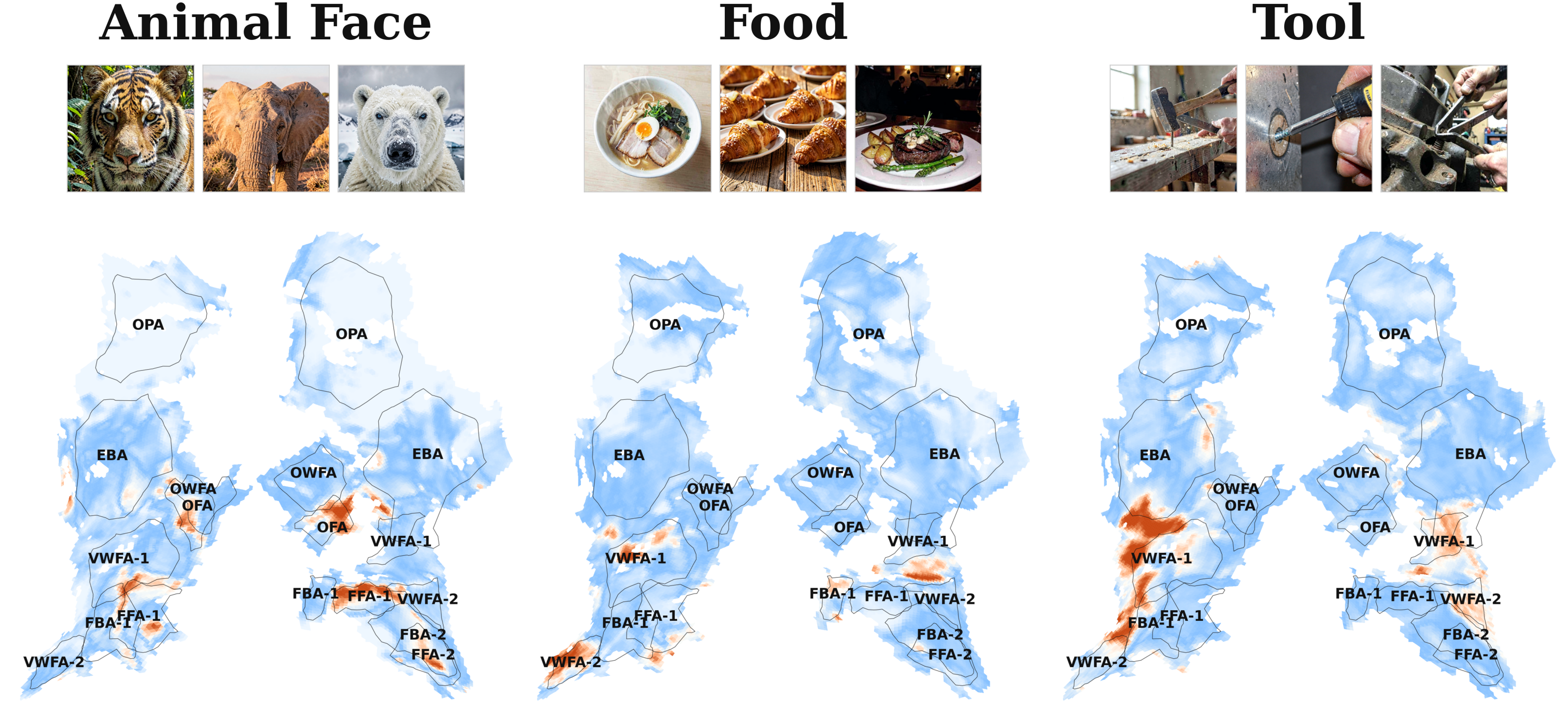 Voxel-wise specificity scores for example concepts on high-level visual cortex flatmaps