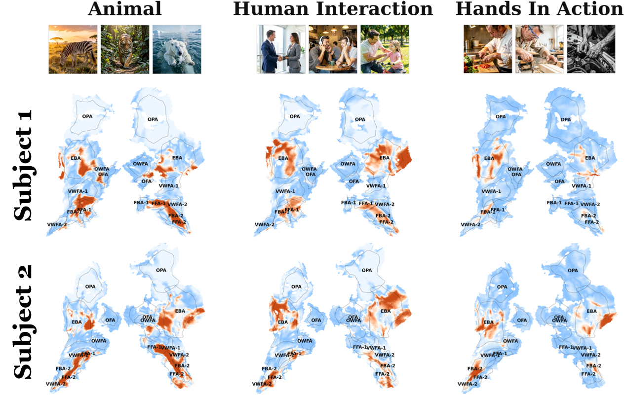 Cross-subject concept maps showing consistency of discovered representations